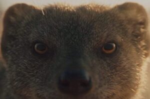 Close-up of a polar bear's face looking directly at camera with amber eyes
